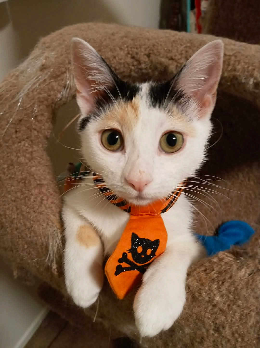 Bambi is registered to the contest to win money with this photo: cat, calico, tie, orange, black, cat_tree, feline, pet, indoor, cute, wide_eyes, curious, whiskers, paws, fur, animal, close_up, cozy, resting, portrait