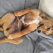 Bowie participe au concours pour gagner de l'argent avec cette photo : animal, blanket, brown_fur, canine, comfort, cozy, cute, dog, ears, fur, indoor, lying_down, paw, pet, pillow, portrait, relaxed, resting, snout, white_fur
