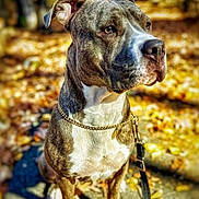 Jamo joined the competition — help win amazing prizes! dog, pitbull, pet, portrait, outdoor, autumn, fallen_leaves, leash, chain_collar, sitting, close_up, bokeh, shallow_depth_of_field, muzzle, ears, fur, brindle, canine, side_profile, walk