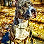 dog, pitbull, pet, portrait, outdoor, autumn, fallen_leaves, leash, chain_collar, sitting, close_up, bokeh, shallow_depth_of_field, muzzle, ears, fur, brindle, canine, side_profile, walk