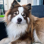 Taïgo participe au concours pour gagner de l'argent avec cette photo : animal, brown, calm, canine, chair, dog, ears, fluffy, fur, house, nose, outdoor, patio, paw, pet, portrait, relaxed, umbrella, white, window
