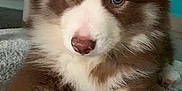 Taïgo a rejoint le concours — aidez-le/la à gagner de superbes lots ! animal, ball, canine, collie, computerhardware, dog, electronics, eskimodog, hardware, husky, monitor, pet, puppy, screen, snout, sport, tennis, tennisball, tv, whitedog