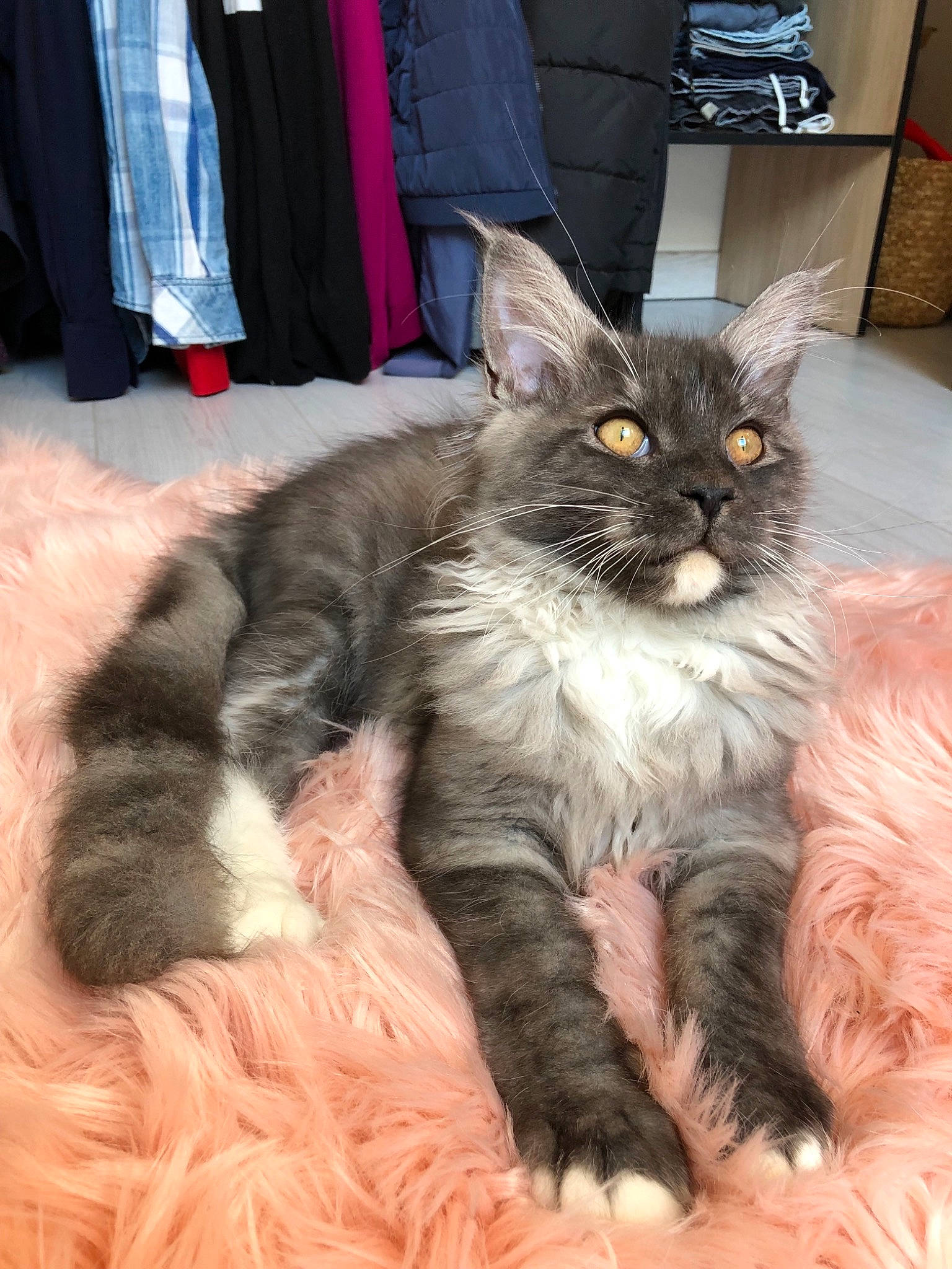 Guizmo a rejoint le concours — aidez-le/la à gagner de superbes lots ! asian_semi_longhair, british_semi_longhair, carnivore, cat, domestic_long_haired_cat, fawn, felidae, fur, kitten, maine_coon, mammal, norwegian_forest_cat, ragamuffin, small_to_medium_sized_cats, vertebrate, whiskers