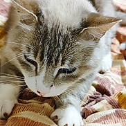 Nougat a rejoint le concours — aidez-le/la à gagner de superbes lots ! animal, bed, blanket, calm, cat, closeup, cozy, cute, domestic, feline, fur, indoor, mammal, pattern, paws, pet, resting, sleepy, soft, whiskers