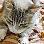 animal, bed, blanket, calm, cat, closeup, cozy, cute, domestic, feline, fur, indoor, mammal, pattern, paws, pet, resting, sleepy, soft, whiskers