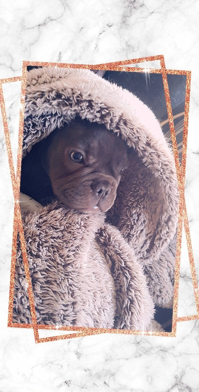 Piggi is registered to the contest to win money with this photo: event, fur, hat, natural_material, organism, primate, snout, snow, terrestrial_animal, vertebrate, wildlife, winter