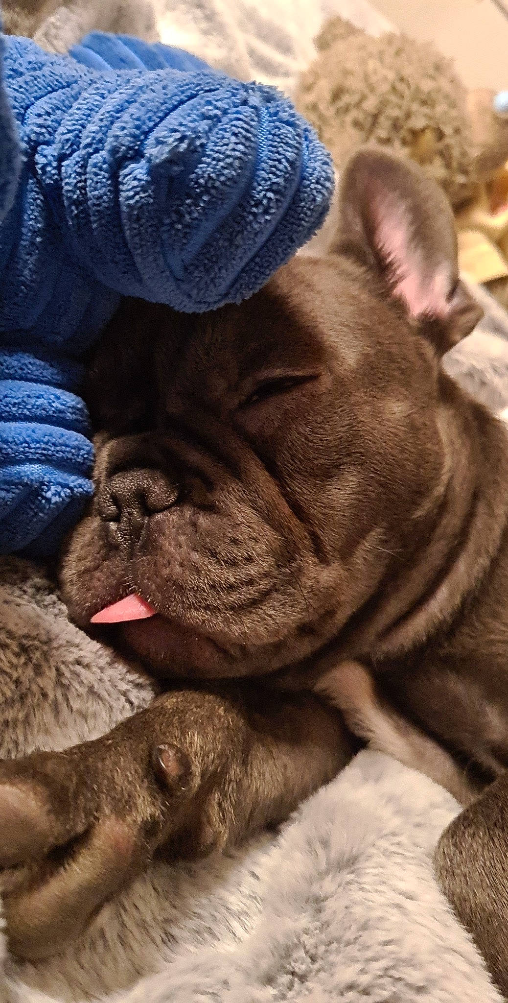 Piggi is registered to the contest to win money with this photo: bored, bulldog, canidae, carnivore, close_up, comfort, companion_dog, dog, dog_breed, ear, fawn, fur, mammal, nap, nose, snout, sporting_group, terrestrial_animal, whiskers, wrinkle