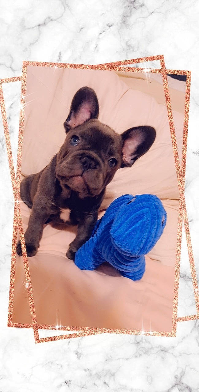 Piggi joined the competition — help win amazing prizes! bulldog, canidae, carnivore, companion_dog, dog, dog_breed, dog_clothes, dog_supply, ear, fawn, linens, liver, magenta, pink, purple, rectangle, snout, sporting_group, toy_dog, working_animal