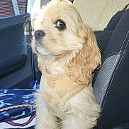 Simone a rejoint le concours — aidez-le/la à gagner de superbes lots ! dog, pet, car, seat, vest, fur, curly_hair, animal, indoor, sunlight, blanket, window, side_view, close_up, cute, mammal, domestic_animal, leash, attentive, brown