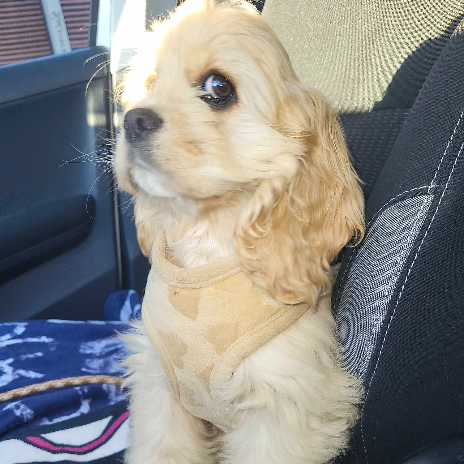 Simone a rejoint le concours — aidez-le/la à gagner de superbes lots ! dog, pet, car, seat, vest, fur, curly_hair, animal, indoor, sunlight, blanket, window, side_view, close_up, cute, mammal, domestic_animal, leash, attentive, brown