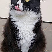 Ganesh participe au concours pour gagner de l'argent avec cette photo : cat, black_and_white, fluffy, yellow_eyes, tongue_out, sitting, indoor, floor, tile, pet, whiskers, cute, feline, fur, playful, animal, domestic, portrait, ears, close_up