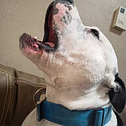 Angus is registered to the contest to win money with this photo: dog, canine, pet, collar, blue_collar, white_fur, black_spot, closeup, portrait, mouth_open, teeth, tongue, yawning, barking, ear, couch, stitching, indoor, wall, metal_buckle