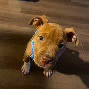 Koda Rogue is registered to the contest to win money with this photo: puppy, dog, canine, blue_collar, brown_fur, floppy_ears, wide_eyes, nose, paws, indoor, wooden_floor, home, portrait, close_up, looking_at_camera, cute, pet, animal, warm_lighting, sitting