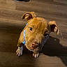 puppy, dog, canine, blue_collar, brown_fur, floppy_ears, wide_eyes, nose, paws, indoor, wooden_floor, home, portrait, close_up, looking_at_camera, cute, pet, animal, warm_lighting, sitting