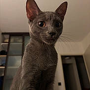 Pepper a rejoint le concours — aidez-le/la à gagner de superbes lots ! cat, gray_cat, indoor, pet, animal, whiskers, ears, curious, wide_eyes, tongue_out, feline, portrait, close_up, fur, muzzle, domestic_cat, looking, young_cat, soft_lighting, background_blur