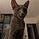 Pepper