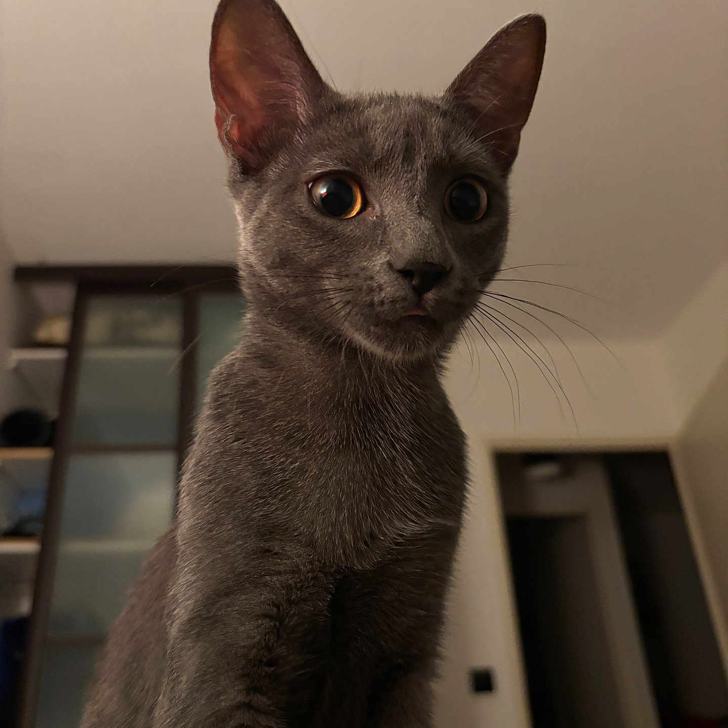 Pepper a rejoint le concours — aidez-le/la à gagner de superbes lots ! animal, background_blur, cat, close_up, curious, domestic_cat, ears, feline, fur, gray_cat, indoor, looking, muzzle, pet, portrait, soft_lighting, tongue_out, whiskers, wide_eyes, young_cat