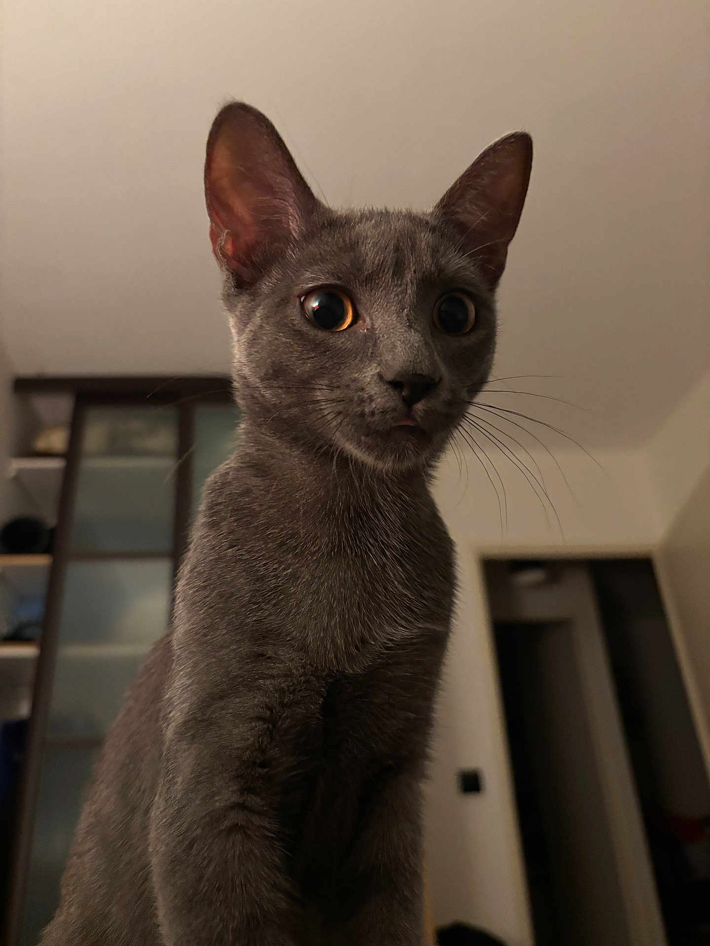 Pepper a rejoint le concours — aidez-le/la à gagner de superbes lots ! cat, gray_cat, indoor, pet, animal, whiskers, ears, curious, wide_eyes, tongue_out, feline, portrait, close_up, fur, muzzle, domestic_cat, looking, young_cat, soft_lighting, background_blur