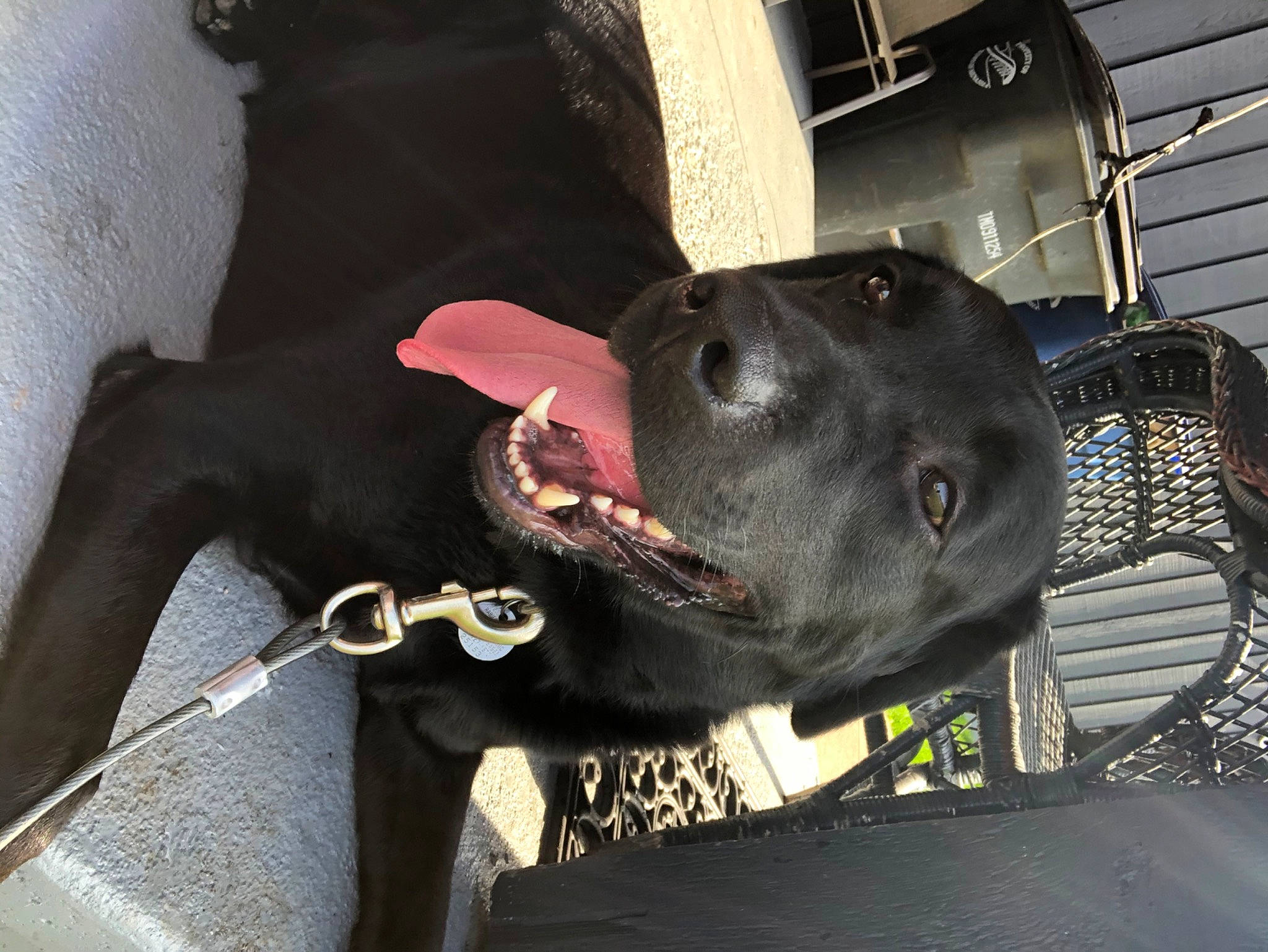 Kingston joined the competition — help win amazing prizes! american_pit_bull_terrier, american_staffordshire_terrier, bandog, canidae, carnivore, dog, dog_breed, fawn, non_sporting_group, patterdale_terrier, snout, sporting_group, staffordshire_bull_terrier