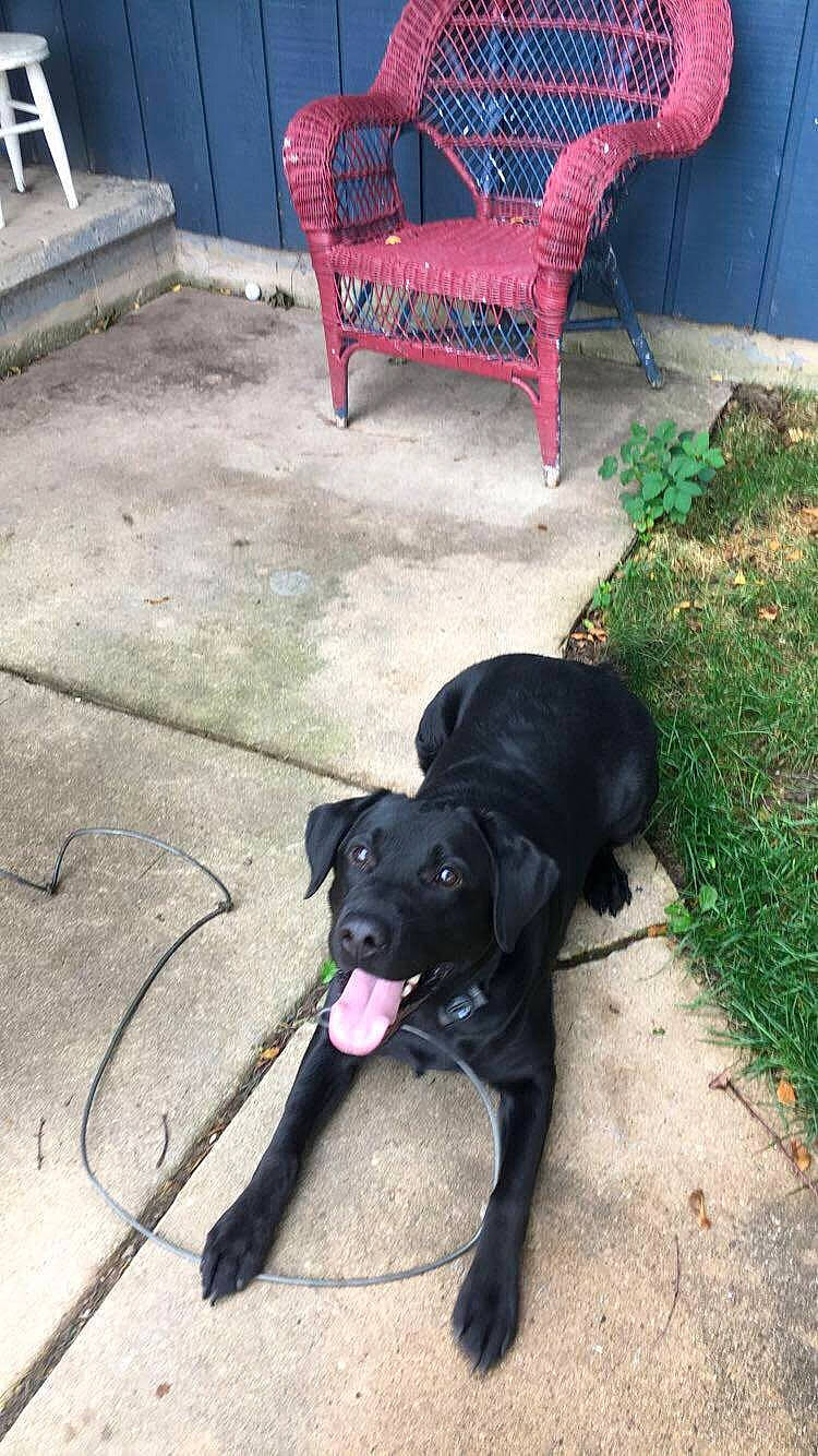 Kingston is registered to the contest to win money with this photo: beagador, borador, cane_corso, canidae, carnivore, dog, dog_breed, fawn, guard_dog, labrador_retriever, mammal, patterdale_terrier, puppy, sporting_group, tail