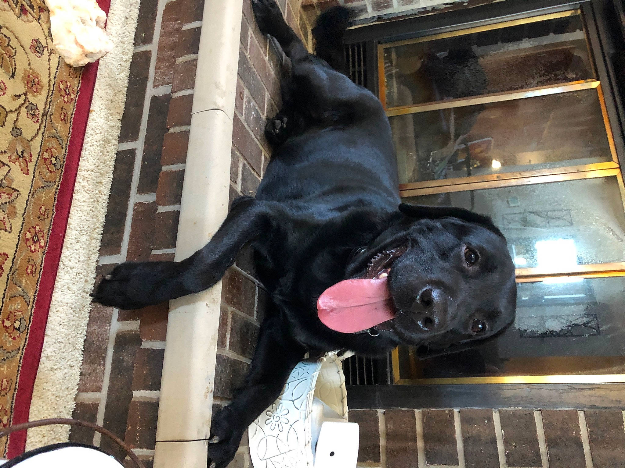 Kingston joined the competition — help win amazing prizes! canidae, carnivore, companion_dog, dog, dog_breed, guard_dog, labrador_retriever, non_sporting_group, retriever, snout, sporting_group, staffordshire_bull_terrier