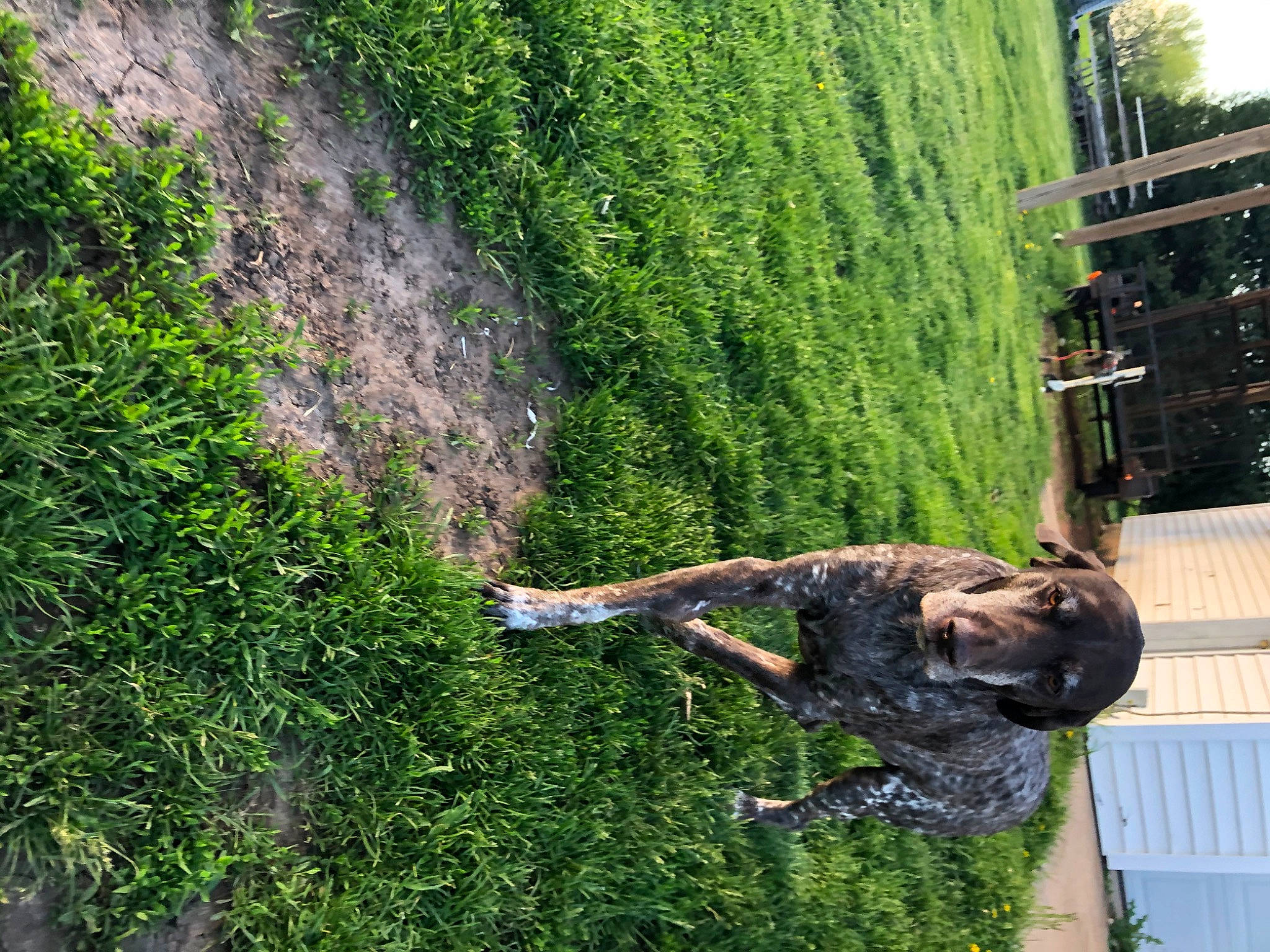 Norman is registered to the contest to win money with this photo: grass, plant, shrub, sporting_group, thuya, tree, woody_plant