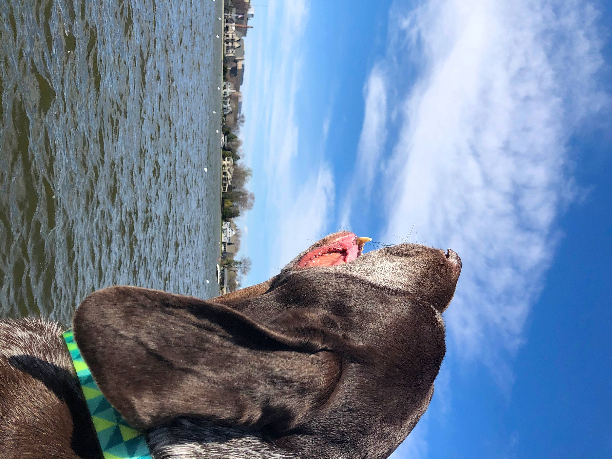 Norman is registered to the contest to win money with this photo: ear, fawn, organism, sky, snout, sporting_group, weimaraner, wood