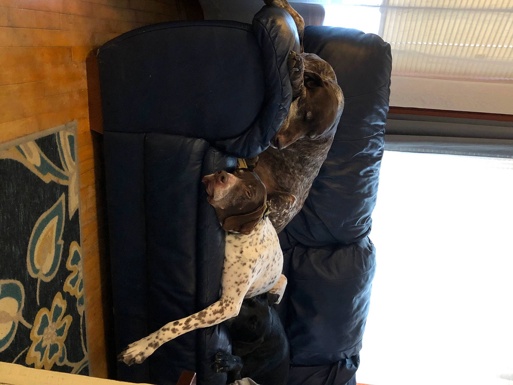 Norman is registered to the contest to win money with this photo: boa, boa_constrictor, burmese_python, fur, python, python_family, reptile, scaled_reptile, snake, tail