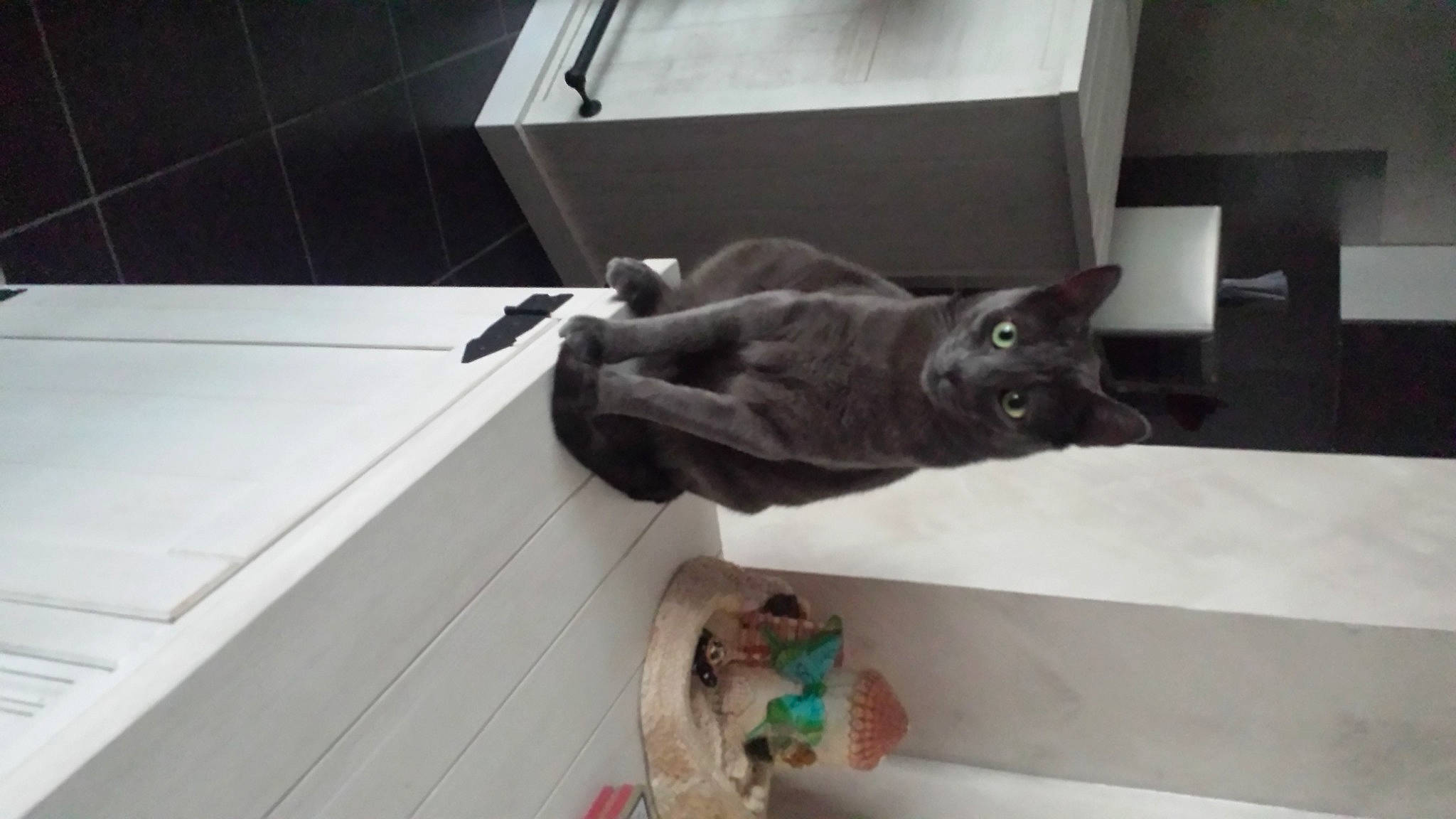 Magic a rejoint le concours — aidez-le/la à gagner de superbes lots ! black_cat, carnivore, cat, chartreux, claw, comfort, domestic_short_haired_cat, felidae, floor, flooring, fur, grey, hardwood, room, russian_blue, small_to_medium_sized_cats, tail, whiskers, wood