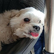 Whisky participe au concours pour gagner de l'argent avec cette photo : dog, white_dog, tongue_out, fluffy, pet, indoor, chair, table_leg, knitted_fabric, curious, cute, resting, close_up, small_dog, fur, animal, domestic_animal, table, floor, playful