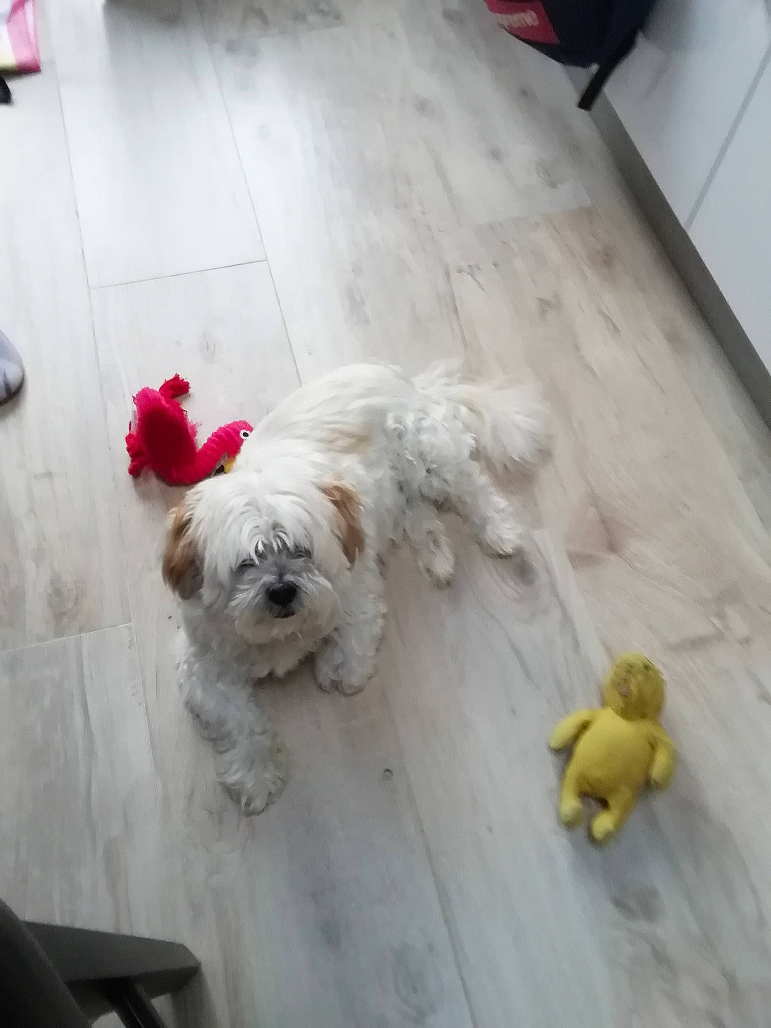 éros a rejoint le concours — aidez-le/la à gagner de superbes lots ! carnivore, collar, companion_dog, dog, dog_breed, dog_collar, dog_supply, fawn, floor, flooring, fur, hardwood, road_surface, small_terrier, sporting_group, sunglasses, tail, toy_dog, wood, working_animal