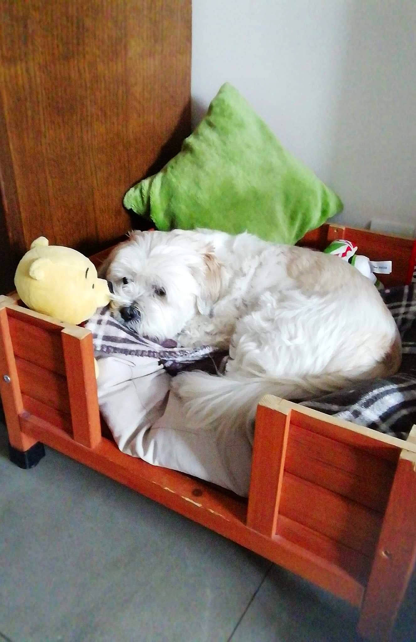 éros participe au concours pour gagner de l'argent avec cette photo : ball, bedding, canidae, carnivore, comfort, companion_dog, dog, dog_breed, dog_supply, linens, pet_supply, pillow, room, sporting_group, sports_equipment, stuffed_toy, toy, toy_dog, wood, working_animal