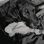 Stelia participe au concours pour gagner de l'argent avec cette photo : dog, stuffed_toy, black_and_white, bed, cushion, pet, animal, fur, close_up, indoors, resting, cute, sleepy, soft_texture, companion, comfort, domestic, mammal, relaxed, toy