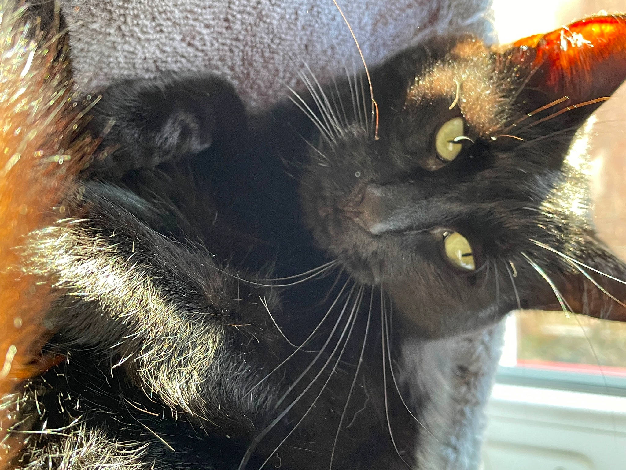 Pogba participe au concours pour gagner de l'argent avec cette photo : black_cat, bombay, carnivore, cat, claw, close_up, domestic_short_haired_cat, ear, felidae, fur, mammal, paw, small_to_medium_sized_cats, snout, tail, terrestrial_animal, vertebrate, whiskers, window