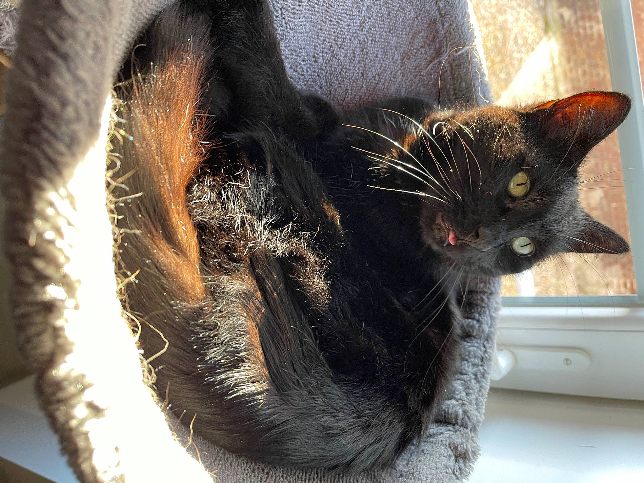 Pogba participe au concours pour gagner de l'argent avec cette photo : black_cat, bombay, carnivore, cat, cat_supply, claw, comfort, domestic_short_haired_cat, ear, eye, felidae, fur, paw, small_to_medium_sized_cats, snout, tail, tree, whiskers, window