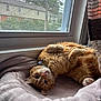 Lily joined the competition — help win amazing prizes! cat, cozy, curious, curtain, daylight, domestic_animal, fur, green_eyes, house, indoor, orange_tabby, paws, pet, plush_bed, rain, relaxed, resting, upside_down, whiskers, window