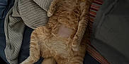Lily joined the competition — help win amazing prizes! animal, bed, blanket, cat, claws, collar, cozy, cute, domestic_cat, fur, indoor, lying_down, orange_tabby, pets, pillow, relaxed, resting, sleepy, tail, whiskers