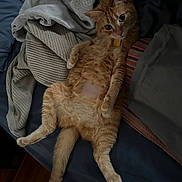 Lily is registered to the contest to win money with this photo: animal, bed, blanket, cat, claws, collar, cozy, cute, domestic_cat, fur, indoor, lying_down, orange_tabby, pets, pillow, relaxed, resting, sleepy, tail, whiskers