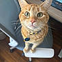 Lily is registered to the contest to win money with this photo: animal, cat, chair, close_up, collar, companion, curious, cute, domestic_cat, feline, green_eyes, home, household, indoor, keyboard, looking_up, orange_tabby, pet, whiskers, wooden_floor