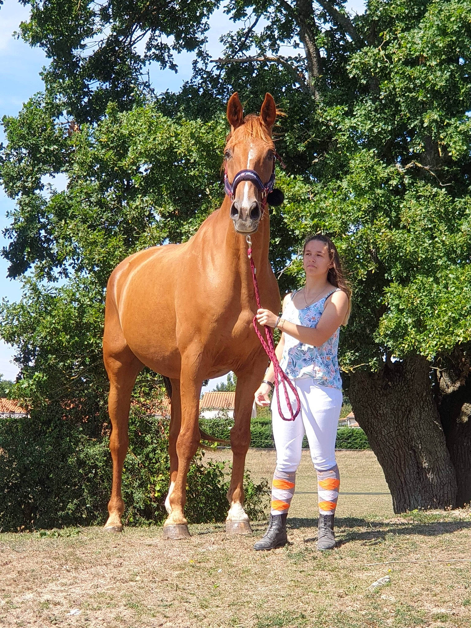 Qéno a rejoint le concours — aidez-le/la à gagner de superbes lots ! bridle, foal, halter, horse, horse_grooming, horse_supplies, horse_tack, horse_trainer, livestock, mammal, mane, mare, mustang_horse, recreation, rein, riding_instructor, snout, sorrel, stallion, vertebrate