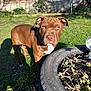 dog, puppy, brown_dog, grass, garden, sunlight, shadow, tire, planter, succulents, wooden_fence, outdoor, pet, animal, greenery, young_dog, nature, backyard, curious, daylight