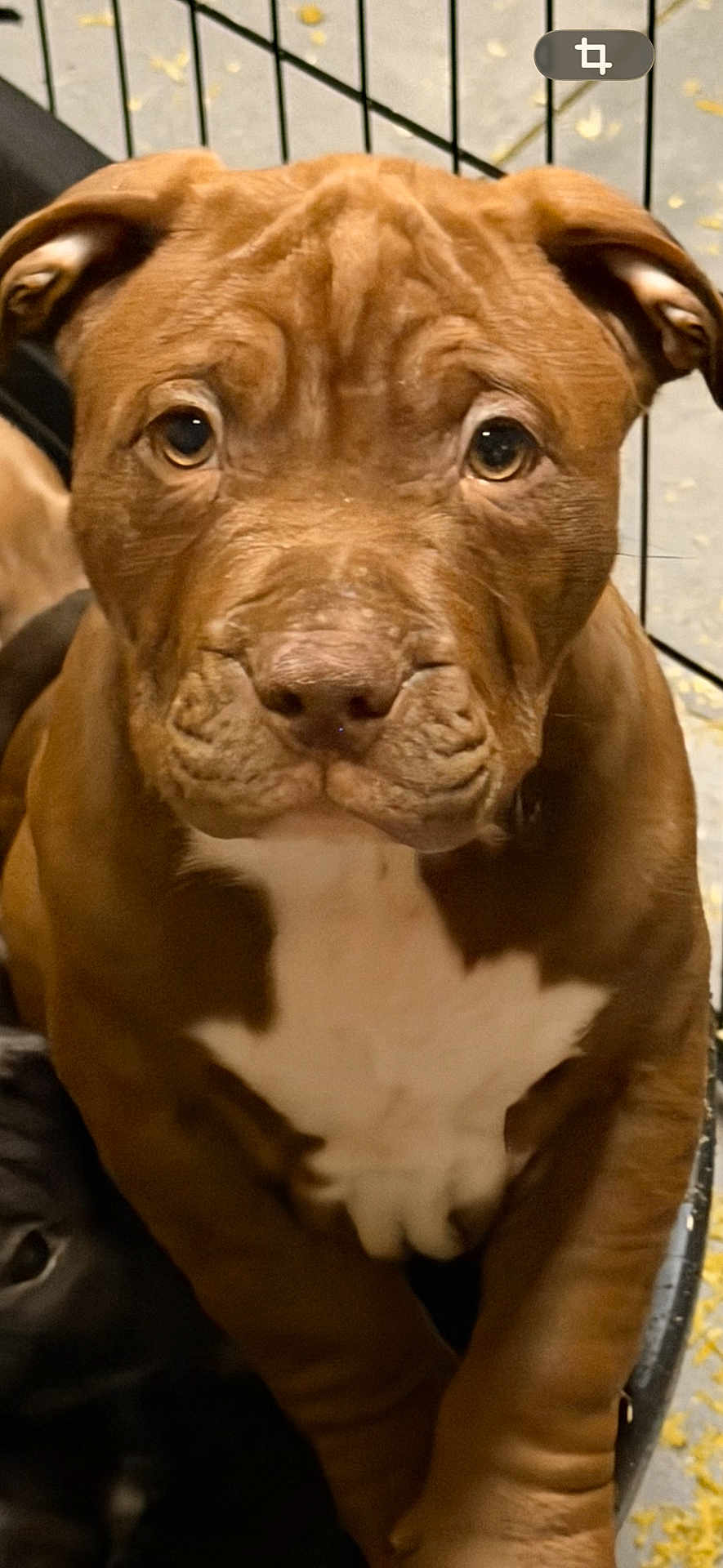 Hermès participe au concours pour gagner de l'argent avec cette photo : puppy, dog, brown, white_patch, close_up, crate, cage, pet, animal, cute, fur, ears, eyes, snout, whiskers, indoor, young, companion, looking, portrait