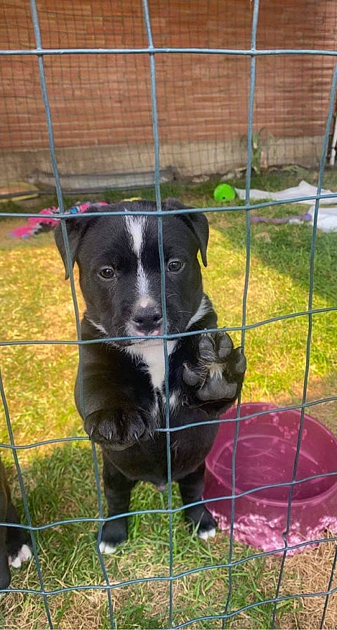 Bailee joined the competition — help win amazing prizes! borador, canidae, carnivore, collar, companion_dog, dog, dog_breed, dog_supply, fence, grass, herding_dog, pet_supply, plant, snout, sporting_group, terrestrial_animal, whiskers, wire_fencing, working_animal, working_dog