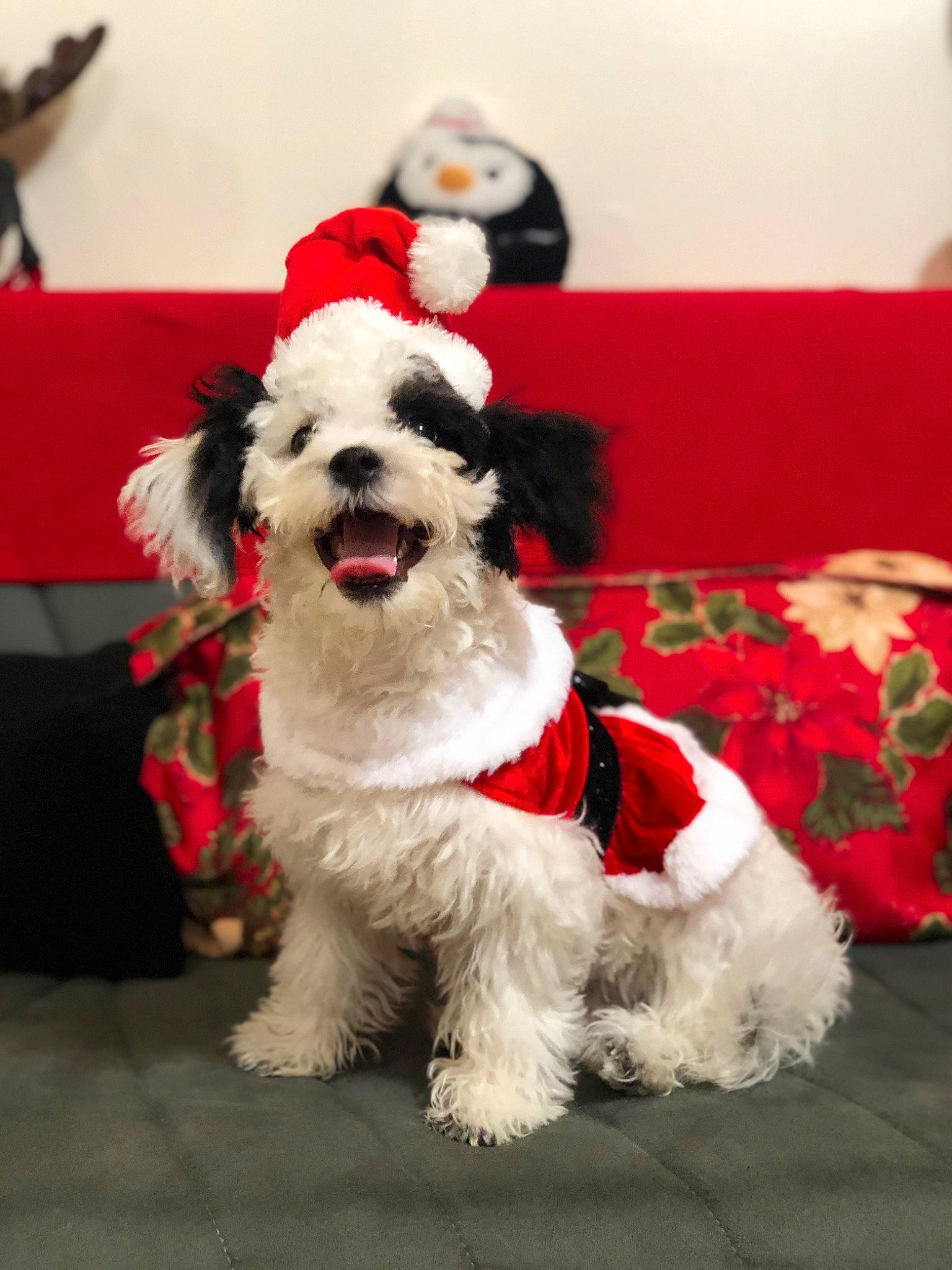 Juanita joined the competition — help win amazing prizes! canidae, carmine, carnivore, collar, companion_dog, couch, dog, dog_breed, dog_collar, dog_supply, fur, pet_supply, small_terrier, snout, sporting_group, terrier, tongue, toy_dog, vertebrate, working_animal