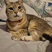 Driddy joined the competition — help win amazing prizes! cat, tabby, pet, animal, indoor, bed, pillow, feline, cozy, resting, cute, whiskers, fur, collar, domestic, cute_pet, lying_down, sleepy, ears, eyes