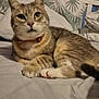 cat, tabby, pet, animal, indoor, bed, pillow, feline, cozy, resting, cute, whiskers, fur, collar, domestic, cute_pet, lying_down, sleepy, ears, eyes