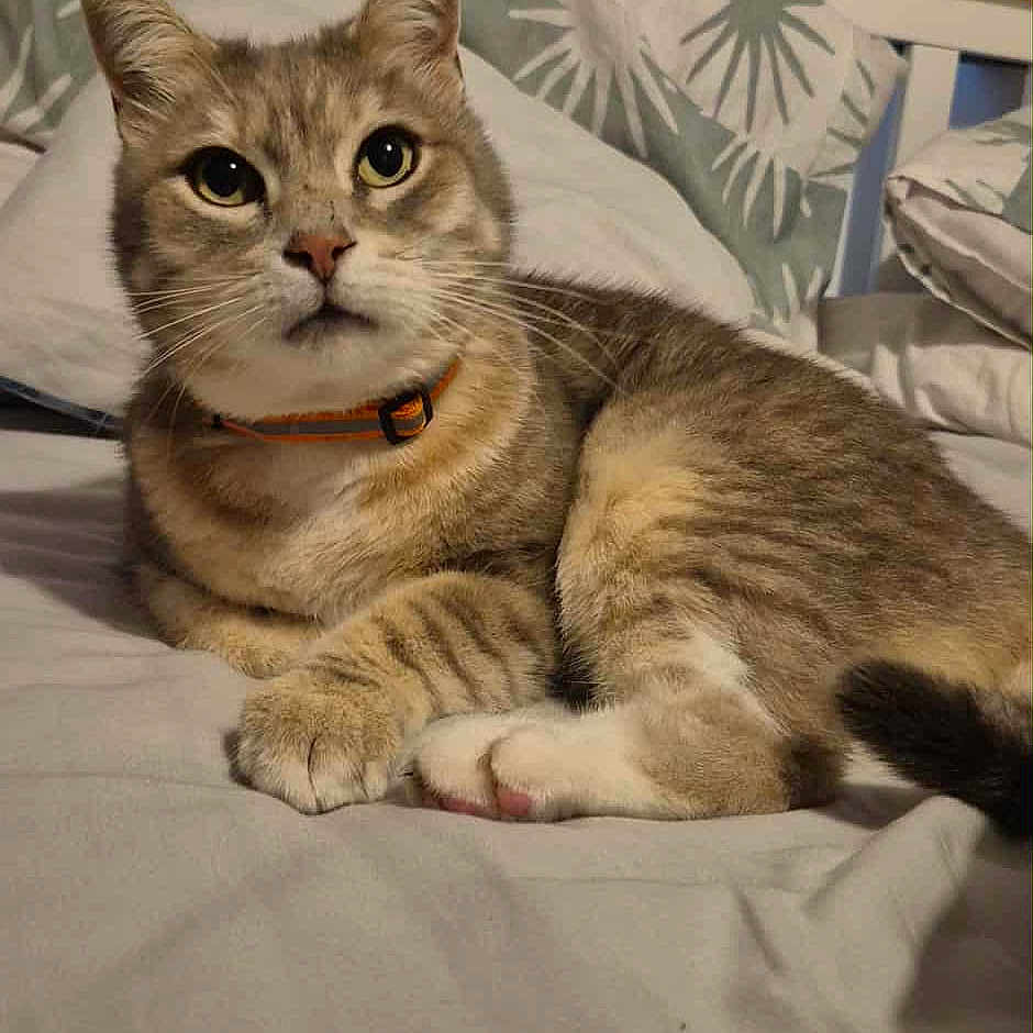Driddy joined the competition — help win amazing prizes! animal, bed, cat, collar, cozy, cute, cute_pet, domestic, ears, eyes, feline, fur, indoor, lying_down, pet, pillow, resting, sleepy, tabby, whiskers