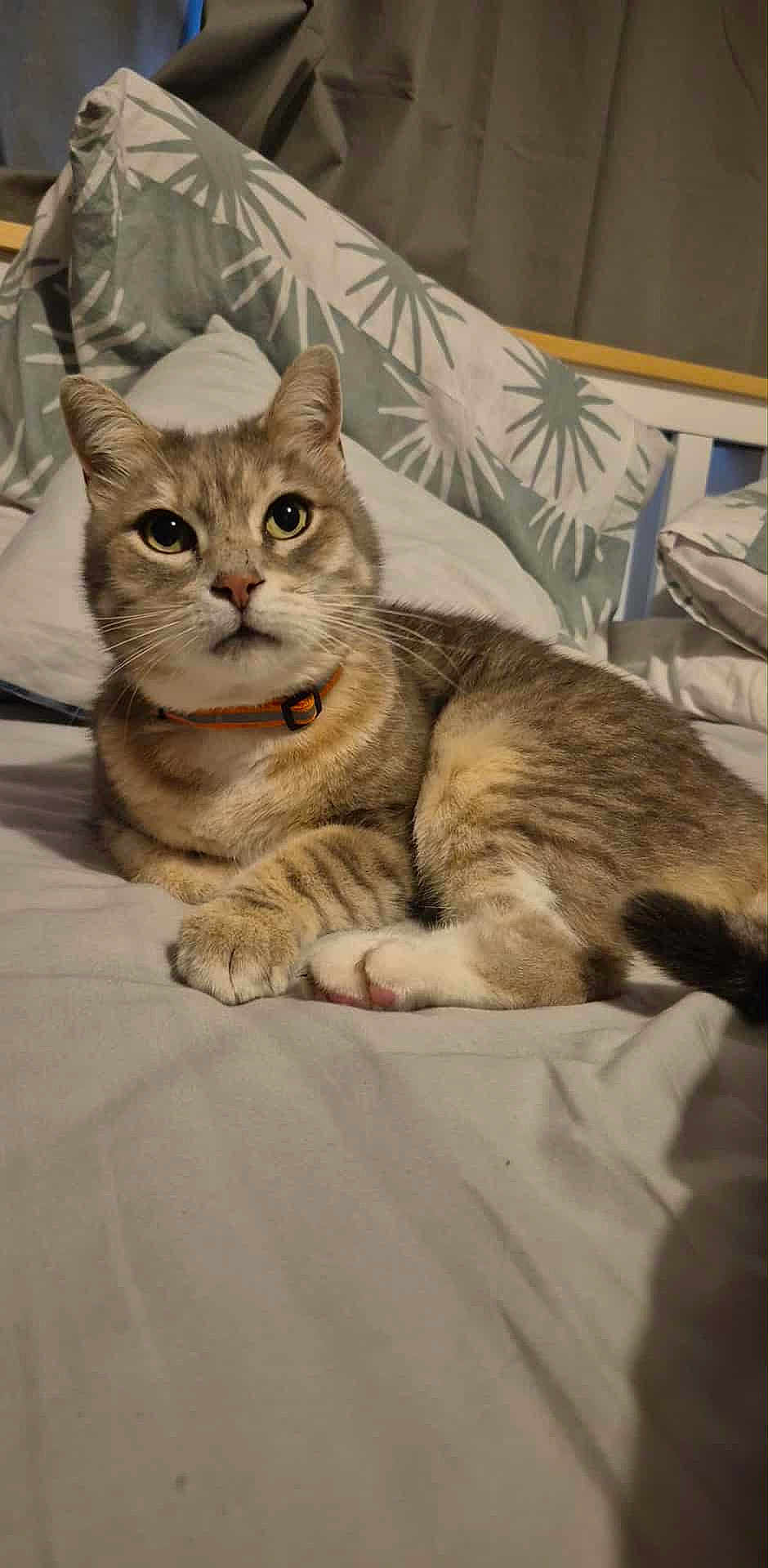 Driddy joined the competition — help win amazing prizes! cat, tabby, pet, animal, indoor, bed, pillow, feline, cozy, resting, cute, whiskers, fur, collar, domestic, cute_pet, lying_down, sleepy, ears, eyes