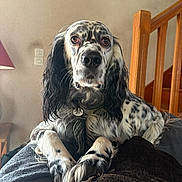 Nelson a rejoint le concours — aidez-le/la à gagner de superbes lots ! dog, indoor, couch, stairs, lamp, fur, pet, relaxed, spotted, black_and_white, long_ears, animal, companion, home, cozy, portrait, resting, furniture, curly_fur, cute