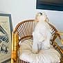 artwork, canine, cozy, cushion, decor, dog, floor, fluffy, framed_picture, fur, furniture, home, indoor, looking_up, pet, piano_sketch, standing, wall, white_dog, wicker_chair